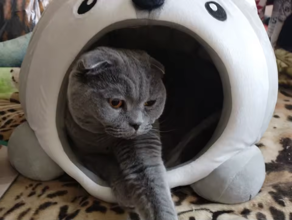 Kitten Cave