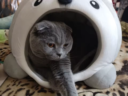 Kitten Cave
